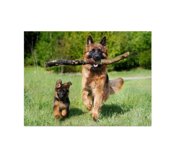 3727 drobes su spauda ant medinio poremio german shepherd balta